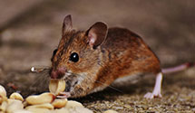 24 Hour & Emergency Exterminators in Parkrose, OR